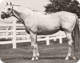 Silver Stallion Gmbh